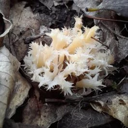 Macska-barlang, Csobánka - Egyéb