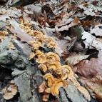 Macska-barlang Csobánka - Egyéb