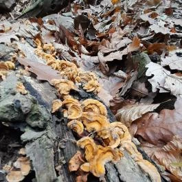 Macska-barlang, Csobánka - Egyéb