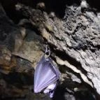 Macska-barlang Csobánka - Egyéb