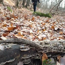 Macska-barlang, Csobánka - Egyéb