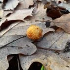 Macska-barlang Csobánka - Egyéb