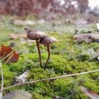 Macska-barlang Csobánka - Egyéb