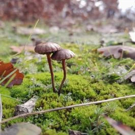 Macska-barlang, Csobánka - Egyéb