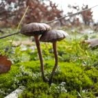 Macska-barlang Csobánka - Egyéb