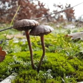 Macska-barlang, Csobánka - Egyéb