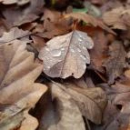 Macska-barlang Csobánka - Egyéb