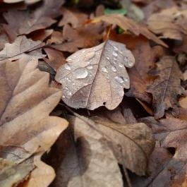Macska-barlang, Csobánka - Egyéb