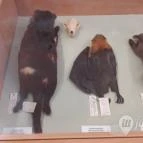 Magyar Természettudományi Múzeum Mátra Múzeuma Gyöngyös - Belső