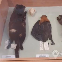 Magyar Természettudományi Múzeum Mátra Múzeuma, Gyöngyös - Belső