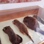 Magyar Természettudományi Múzeum Mátra Múzeuma Gyöngyös - Belső