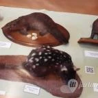 Magyar Természettudományi Múzeum Mátra Múzeuma Gyöngyös - Belső