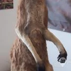 Magyar Természettudományi Múzeum Mátra Múzeuma Gyöngyös - Belső