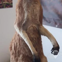 Magyar Természettudományi Múzeum Mátra Múzeuma, Gyöngyös - Belső