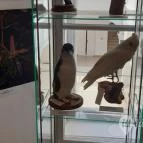 Magyar Természettudományi Múzeum Mátra Múzeuma Gyöngyös - Belső