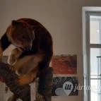 Magyar Természettudományi Múzeum Mátra Múzeuma Gyöngyös - Belső