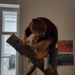 Magyar Természettudományi Múzeum Mátra Múzeuma, Gyöngyös - Belső