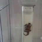 Magyar Természettudományi Múzeum Mátra Múzeuma Gyöngyös - Belső