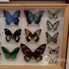 Magyar Természettudományi Múzeum Mátra Múzeuma Gyöngyös - Belső