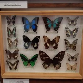 Magyar Természettudományi Múzeum Mátra Múzeuma, Gyöngyös - Belső