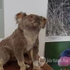 Magyar Természettudományi Múzeum Mátra Múzeuma Gyöngyös - Belső