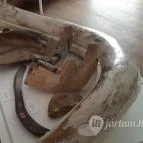 Magyar Természettudományi Múzeum Mátra Múzeuma Gyöngyös - Belső