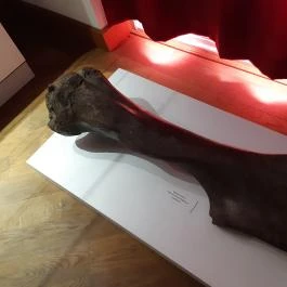 Magyar Természettudományi Múzeum Mátra Múzeuma, Gyöngyös - Belső