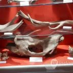 Magyar Természettudományi Múzeum Mátra Múzeuma Gyöngyös - Belső