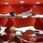 Magyar Természettudományi Múzeum Mátra Múzeuma Gyöngyös - Belső