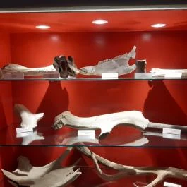 Magyar Természettudományi Múzeum Mátra Múzeuma, Gyöngyös - Belső