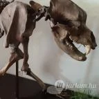 Magyar Természettudományi Múzeum Mátra Múzeuma Gyöngyös - Belső