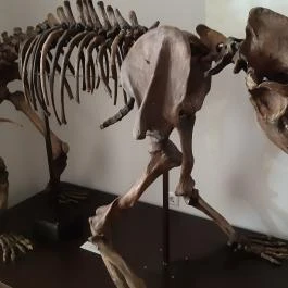 Magyar Természettudományi Múzeum Mátra Múzeuma, Gyöngyös - Belső