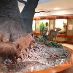 Magyar Természettudományi Múzeum Mátra Múzeuma Gyöngyös - Belső