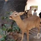 Magyar Természettudományi Múzeum Mátra Múzeuma Gyöngyös - Belső