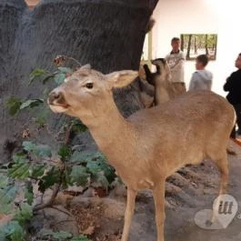 Magyar Természettudományi Múzeum Mátra Múzeuma, Gyöngyös - Belső