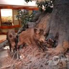 Magyar Természettudományi Múzeum Mátra Múzeuma Gyöngyös - Belső