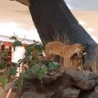 Magyar Természettudományi Múzeum Mátra Múzeuma Gyöngyös - Belső