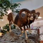 Magyar Természettudományi Múzeum Mátra Múzeuma Gyöngyös - Belső