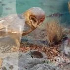 Magyar Természettudományi Múzeum Mátra Múzeuma Gyöngyös - Belső