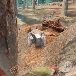 Magyar Természettudományi Múzeum Mátra Múzeuma, Gyöngyös - Belső