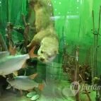 Magyar Természettudományi Múzeum Mátra Múzeuma Gyöngyös - Belső