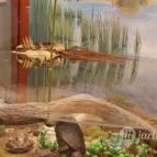 Magyar Természettudományi Múzeum Mátra Múzeuma Gyöngyös - Belső