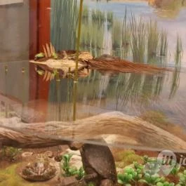 Magyar Természettudományi Múzeum Mátra Múzeuma, Gyöngyös - Belső