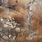 Magyar Természettudományi Múzeum Mátra Múzeuma Gyöngyös - Belső