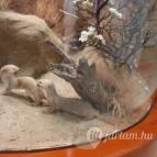 Magyar Természettudományi Múzeum Mátra Múzeuma Gyöngyös - Belső