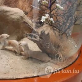 Magyar Természettudományi Múzeum Mátra Múzeuma, Gyöngyös - Belső