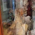 Magyar Természettudományi Múzeum Mátra Múzeuma Gyöngyös - Belső