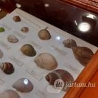 Magyar Természettudományi Múzeum Mátra Múzeuma Gyöngyös - Belső