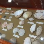 Magyar Természettudományi Múzeum Mátra Múzeuma Gyöngyös - Belső