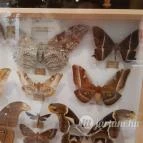 Magyar Természettudományi Múzeum Mátra Múzeuma Gyöngyös - Belső